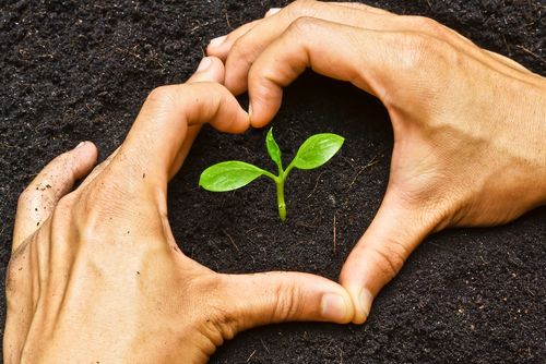 hands forming a heart shape around a young green plant