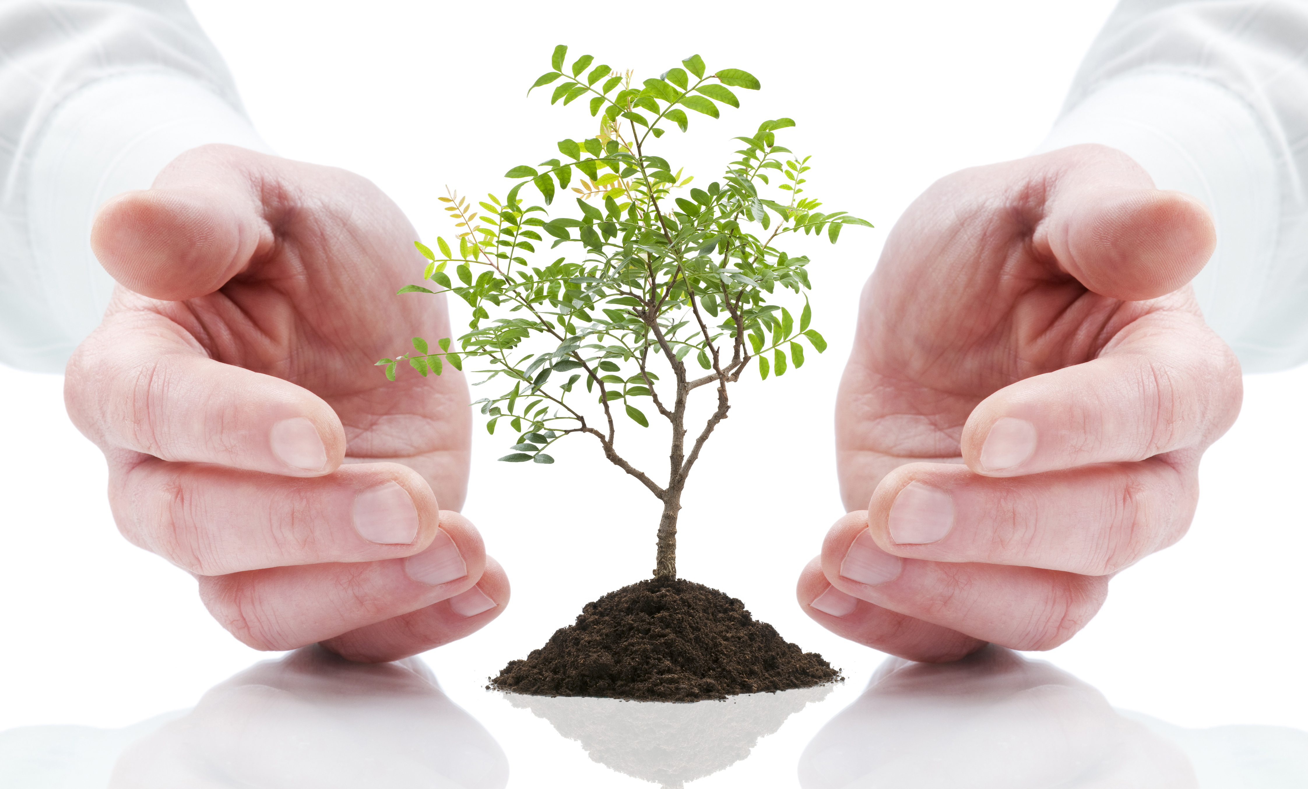 Hands and plant isolated on white background